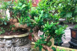 Thị trường - Tiêu dùng - Cây ăn quả ở quê lên chậu thành bonsai độc lạ, có cây được định giá 150 triệu, mang lại tài lộc