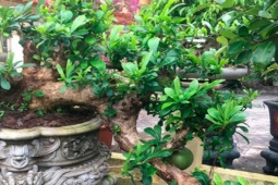 Cây ăn quả ở quê lên chậu thành bonsai độc lạ, có cây được định giá 150 triệu, mang lại tài lộc