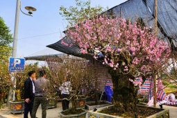 Tin tức trong ngày - Vụ thu lời 3 tỉ đồng từ &quot;bảo kê&quot; bán đào ngày Tết: TP Thanh Hóa phản hồi gì?