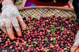 Thị trường - Tiêu dùng - Trung Quốc âm thầm chi tiền khủng mua một mặt hàng của Việt Nam với giá đắt đỏ