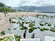 Du lịch - Đà Nẵng: Mùa rêu xanh trên rạn Nam Ô lại về, rủ hội bạn thân check-in thôi!