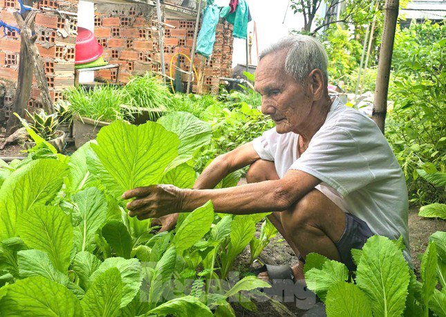 Cụ Thành chăm sóc vườn rau