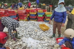 Tin tức trong ngày - Hai ngày ra khơi, ngư dân Hà Tĩnh trúng đậm hải sản, thu nhập hàng chục triệu đồng