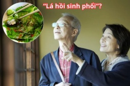 Tin tức sức khỏe - Loại lá được người Nhật ví như &quot;lá hồi sinh phổi&quot; cực đắt đỏ nhưng ở Việt Nam “rẻ như cho”