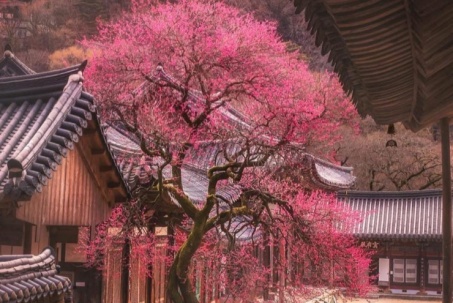 Du lịch Hàn Quốc tháng 3, đừng quên check-in với di sản thiên nhiên...