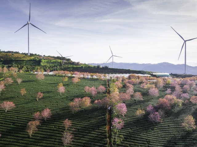 Đồi chè Cầu Đất “như tiên cảnh“ trong nắng sớm