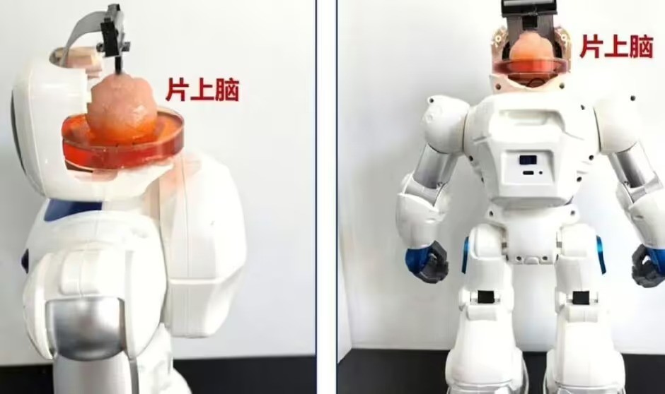 Robot được điều khiển bằng organoid não. Ảnh: Đại học Thiên Tân