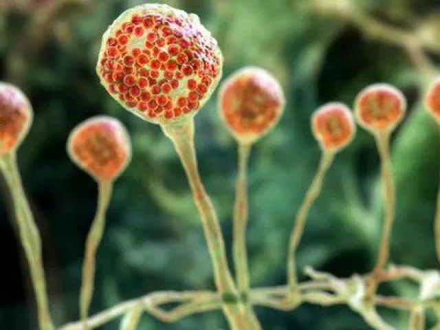 Cảnh báo về loại nấm đen cực độc, có thể gây chết người