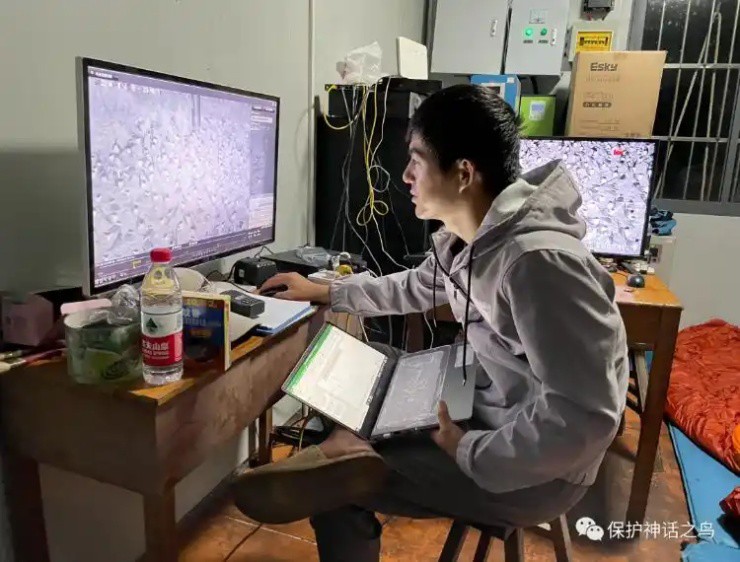 Ảnh: Tài khoản Wechat Bảo vệ loài chim thần thoại