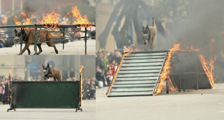 ... vượt chướng ngại vật.