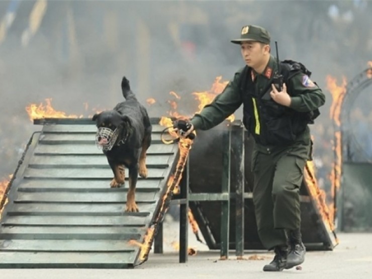 Màn biểu diễn đặc biệt của cảnh khuyển trên đường phố Hà Nội