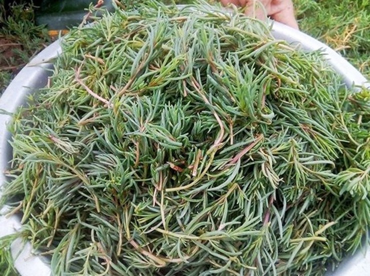 Những năm gần đây, rau muối bỗng lên đời thành đặc sản nổi tiếng. Rau muối thoạt nhìn có phần tương đồng với cây hoa mười giờ, nhưng lá lại nhỏ li ti, ôm sát mặt đất.&nbsp;