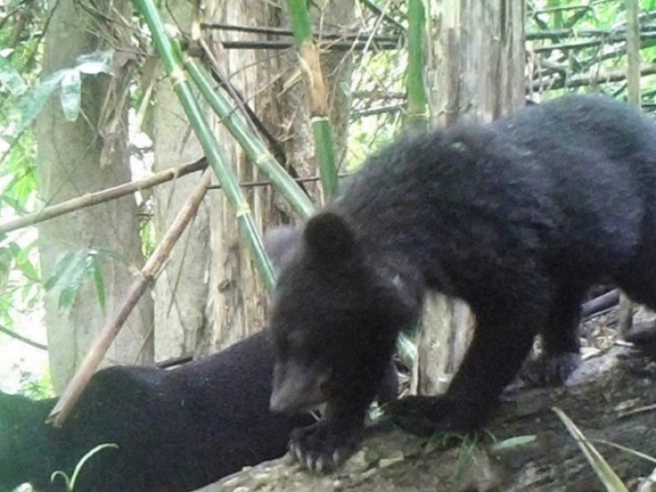 Phát hiện động vật quý hiếm đi theo đàn tại núi rừng phía tây Thanh Hóa