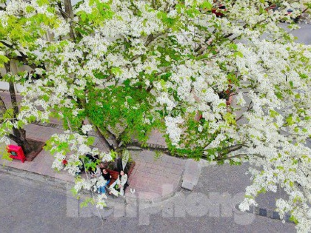 Mê mẩn ngắm hoa sưa nở trắng trời Hà Nội