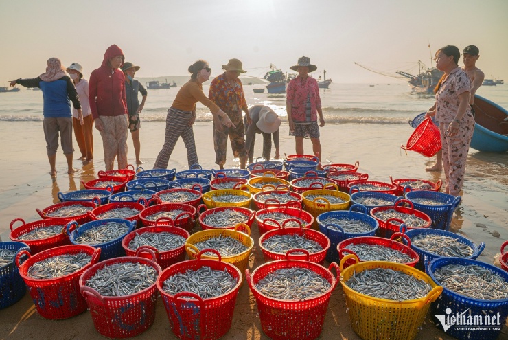 Bỏ túi hàng chục triệu đồng sau một đêm bội thu cá cơm - 9