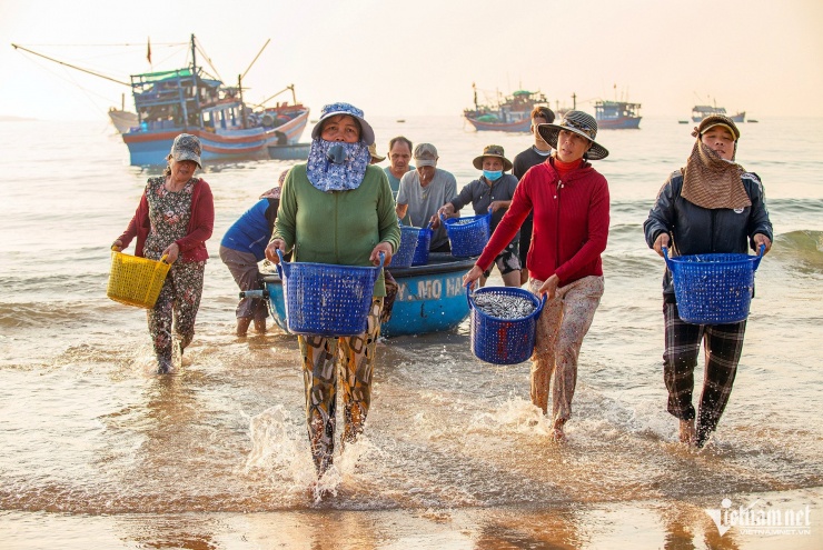 Bỏ túi hàng chục triệu đồng sau một đêm bội thu cá cơm - 10