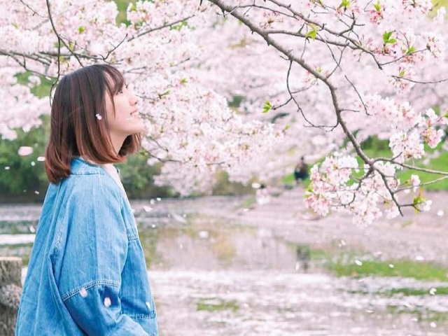 Lịch dự kiến hoa anh đào nở ở Nhật Bản năm nay