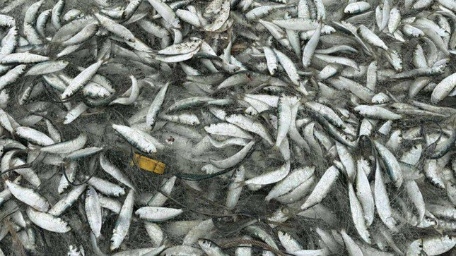 Cá trích dày đặc, mắc lưới ngư dân.