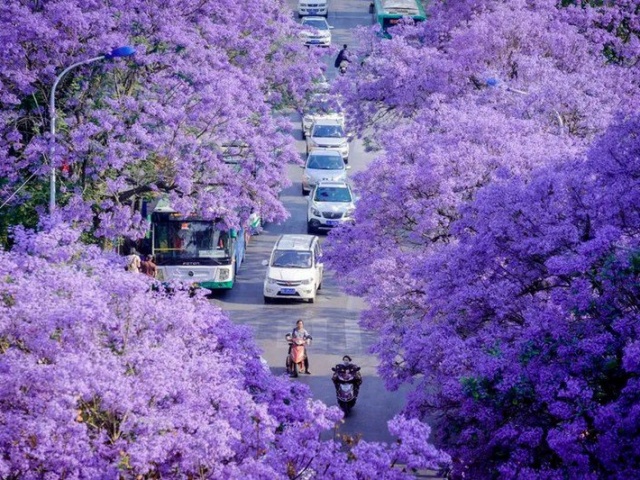 Sắc tím Côn Minh “thôi miên” du khách khi ghé thăm