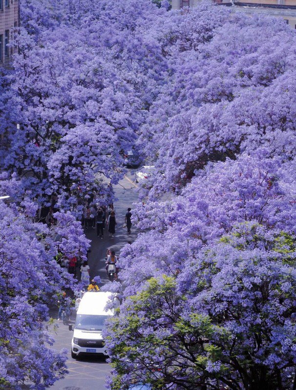 Từ tháng 3 đến tháng 5 sắc tím hoa phượng (blue jacaranda) phủ khắp phố phường Côn Minh. Ảnh CGTV