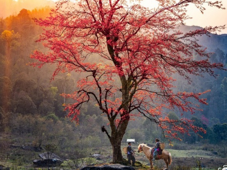 Mê mẩn ngắm cây đào cô đơn sừng sững giữa núi rừng Y Tý