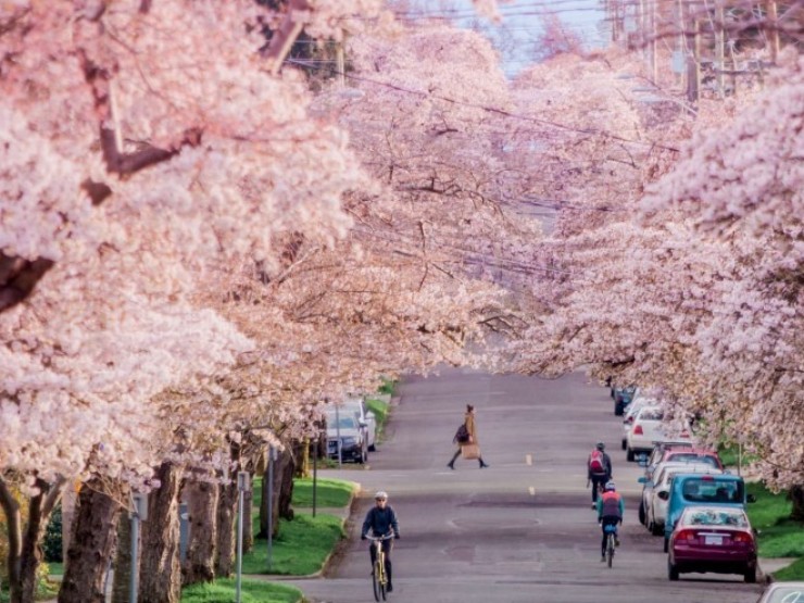Mùa xuân đến Hong Kong thưởng ngoạn phong cảnh đẹp như tranh vẽ