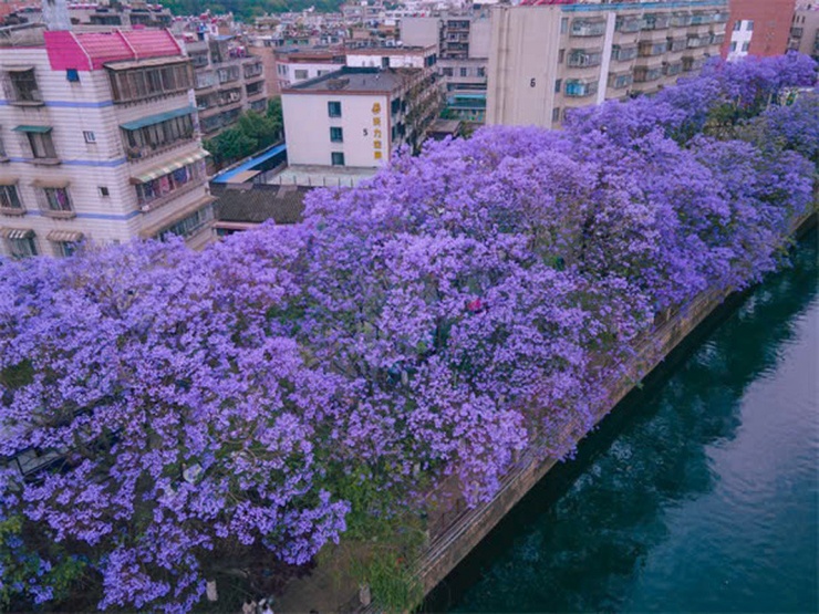 Mùa phượng tím về, thành phố chìm trong sắc màu mộng mơ của hoa phượng tím, tạo nên một khung cảnh thơ mộng đến dịu dàng, du khách như thể được "thôi miên" giữa những đám mây tím lơ lửng trên đầu. Ảnh: VCG