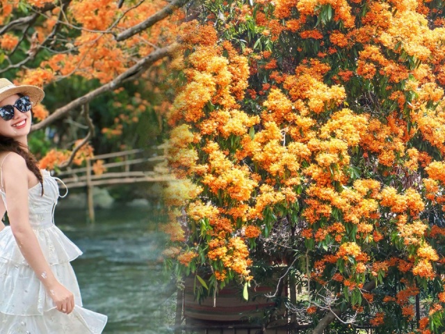 Mùa hoa trang bừng sáng núi rừng Bình Định