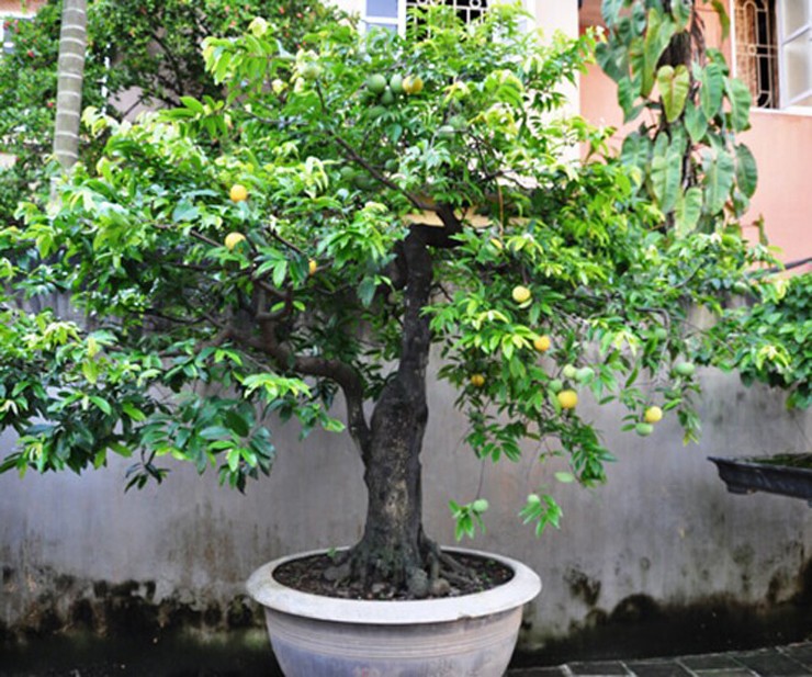 Xu hướng chơi bonsai độc lạ được ưa chuộng trong những năm gần đây, trong đó có bonsai thị.&nbsp;
