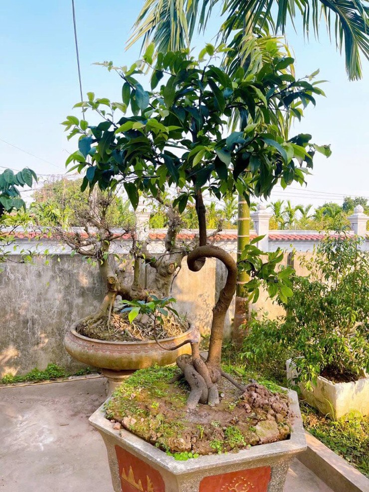 Tại hội nhóm dành cho những người yêu thích cây thị bonsai, thỉnh thoảng lại có nghệ nhân đăng tải tác&nbsp;phẩm của mình lên để mọi người cùng chiêm ngưỡng.&nbsp;
