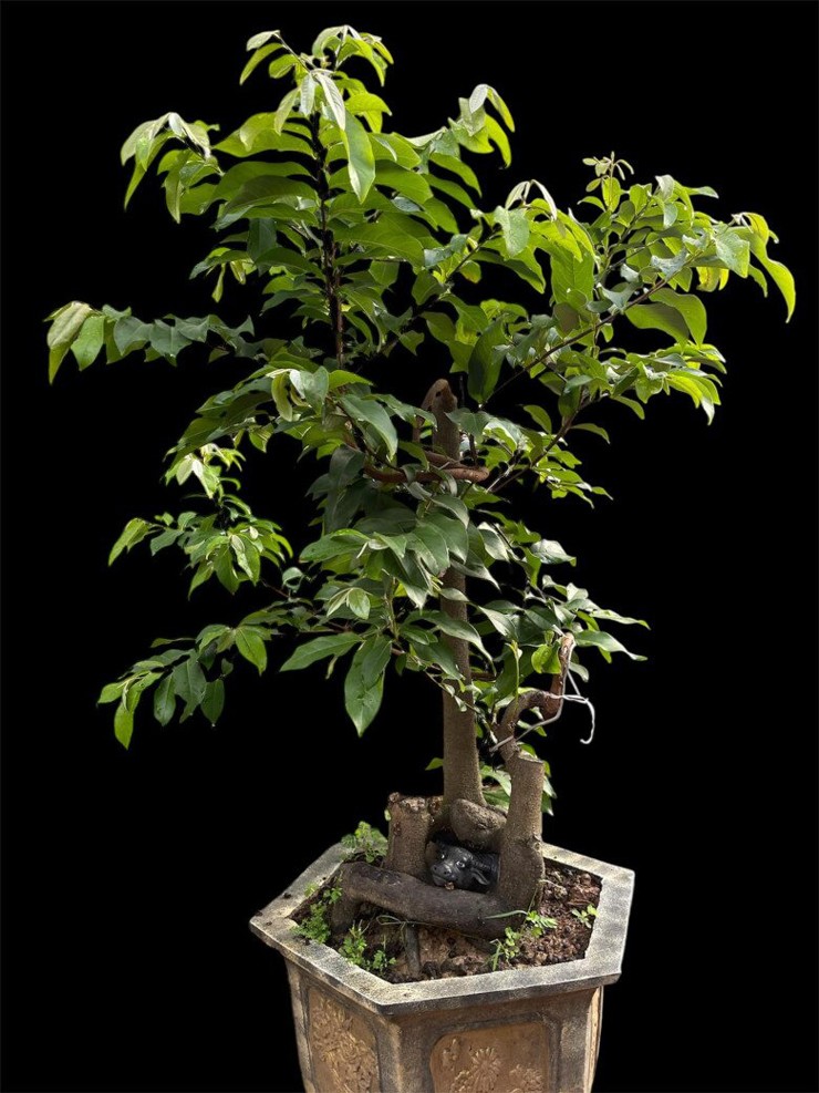 Quá trình tạo tác để ra một cây bonsai đẹp phải tính vài năm, vì thế giá trị của chúng không hề rẻ.
