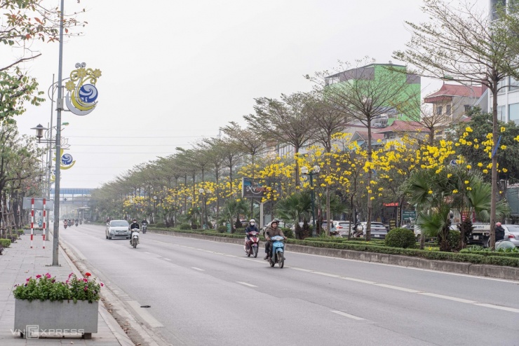 Hoa phong linh nở vàng khu phố Hà Nội - 10