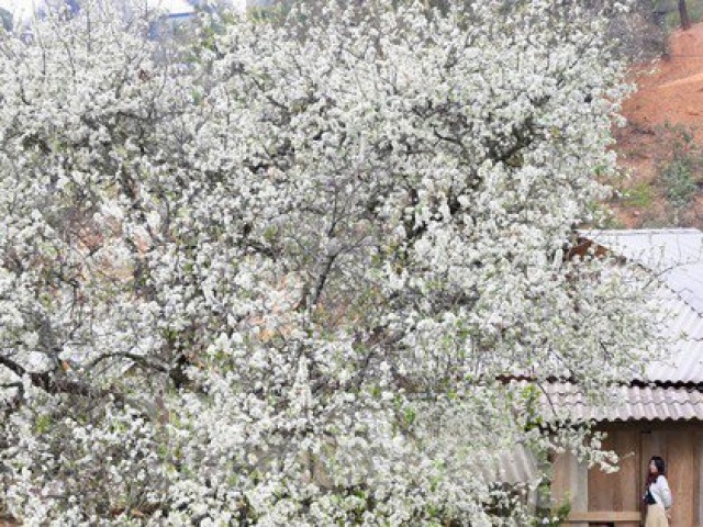 Hoa sơn tra nở trắng trời Tây Bắc