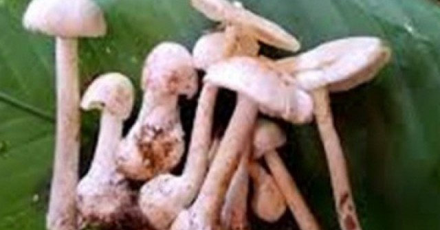 Cặp vợ chồng tử vong sau ăn canh nấm hái trong rừng