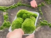 Thị trường - Tiêu dùng - Hái rêu dại trên đường, đóng khay đem bán mà đắt như tôm tươi