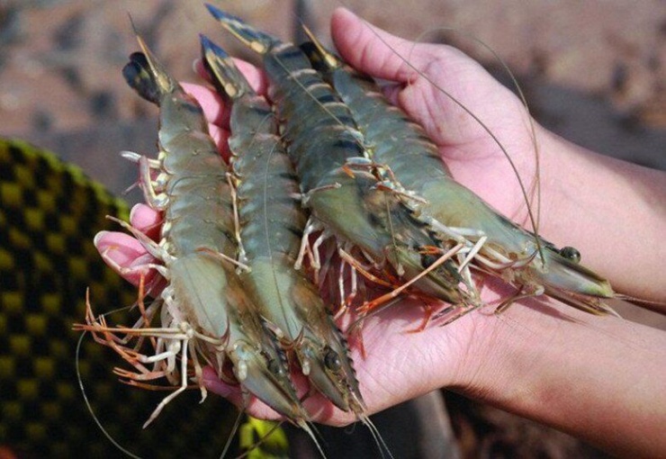 Bất ngờ: Luộc tôm, thả lá này vào tôm lên màu cực đẹp, thịt chắc ngọt thơm ngon gấp bội - 1