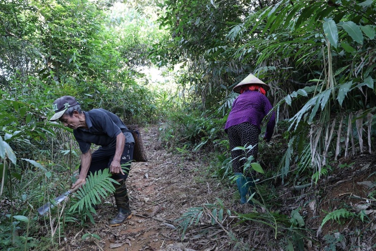Người dân xã Mù Cả chủ yếu phát triển kinh tế, tạo thu nhập dựa vào rừng. Ảnh: Lê Anh Dũng
