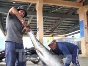 Thị trường - Tiêu dùng - Ngư dân đánh bắt được cá &quot;khủng&quot; phải vài người khiêng lên bờ