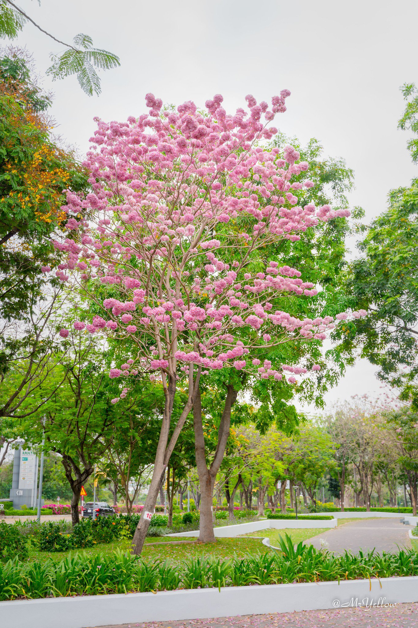 Nàng thơ đẹp lãng mạn giữa sắc hoa kèn hồng Biên Hòa - 11