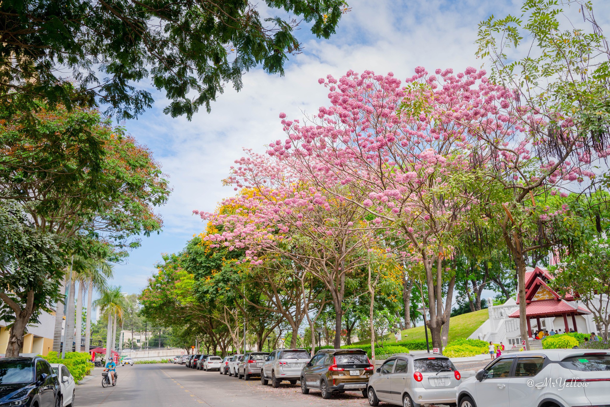 Nàng thơ đẹp lãng mạn giữa sắc hoa kèn hồng Biên Hòa - 8