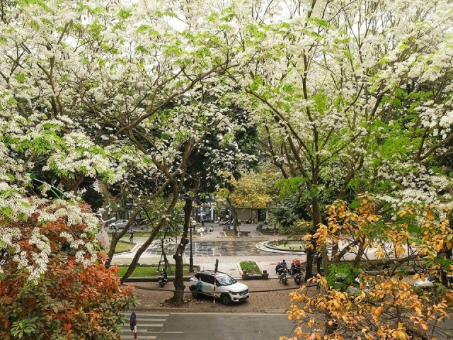 Hà Nội mùa hoa tháng 3