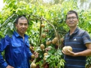 Thị trường - Tiêu dùng - Cây “mọc ra kem”, hái bán hét giá gần 300.000đ/kg vẫn nườm nượp khách