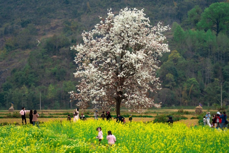 Cây lê 'cô đơn' hút khách check in - 1