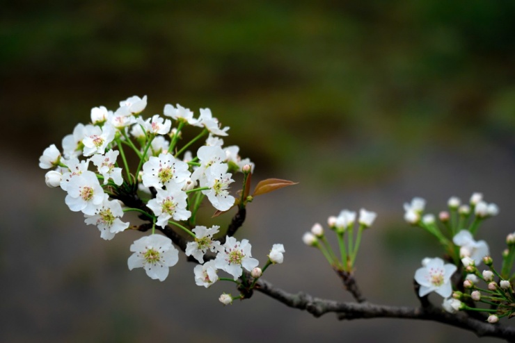 Cây lê 'cô đơn' hút khách check in - 3