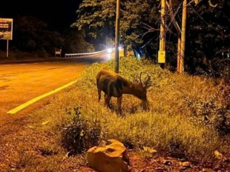 Con nai to bằng con bò xuất hiện ở Cần Giờ vào những đêm trăng sáng