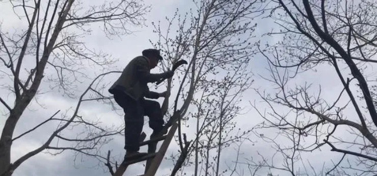 Săn “hóa thạch sống” trên cây đem bán, tiền về ùn ùn đếm mỏi tay - 5