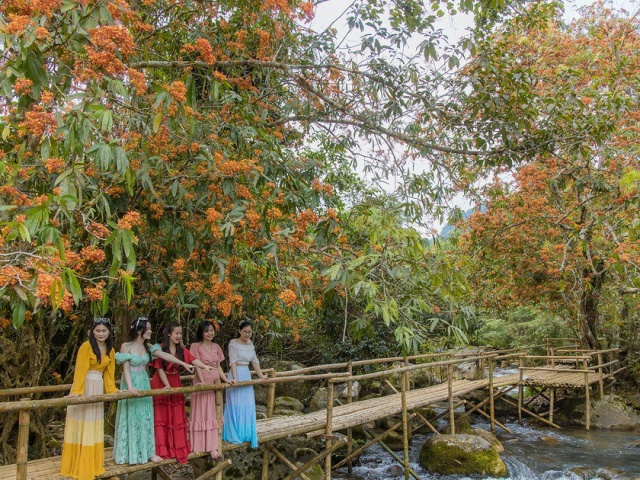 Ngắm hoa vàng anh nở rộ bên suối ở Di sản Phong Nha - Kẻ Bàng