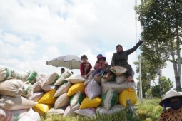 Lúa được mùa lại được giá, nông dân miền Tây ngồi bờ ruộng “đếm tiền”