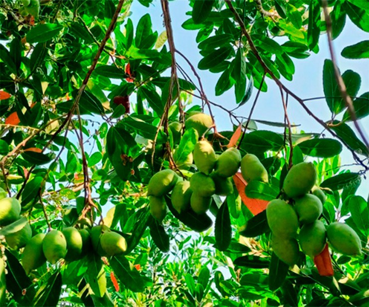 Ngoài khế tàu, trái cà na của miền Tây cũng được ví thuốc bổ, có nhiều công dụng với sức khoẻ như hỗ trợ đường ruột, ngừa táo bón, cân bằng cholesterol, tốt cho người tiểu đường...
