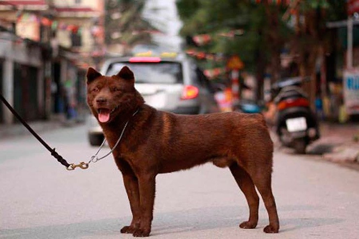 Chó cộc đuôi Hà Giang có nguồn gốc từ giống chó săn đã được đồng bào thuần hóa và được chia làm 3 loại: chó cộc đỏ, chó xù đỏ và chó vện.&nbsp;
